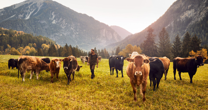 Kühe bei der Ranch Farsox mit Ausblick ins Albulatal Richtung Filisur u. Bergün © Giglio Pasqua