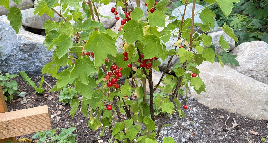 Insektenoase Bergün (nsp_img_2584434)