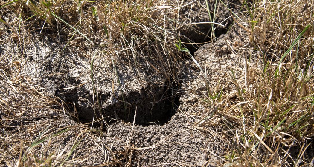 Zukunftsfähige Landwirtschaft in Graubünden (nsp_img_7888419)
