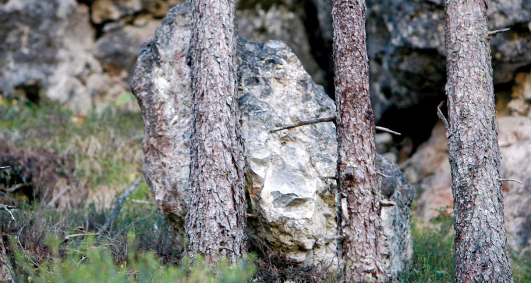 Wald als Schutz Wald als Schutz