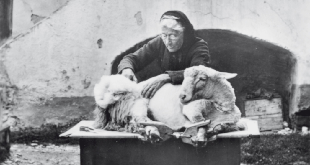 Eine Frau aus Masein bei der Schafschur. Das Schären war früher Frauenarbeit.