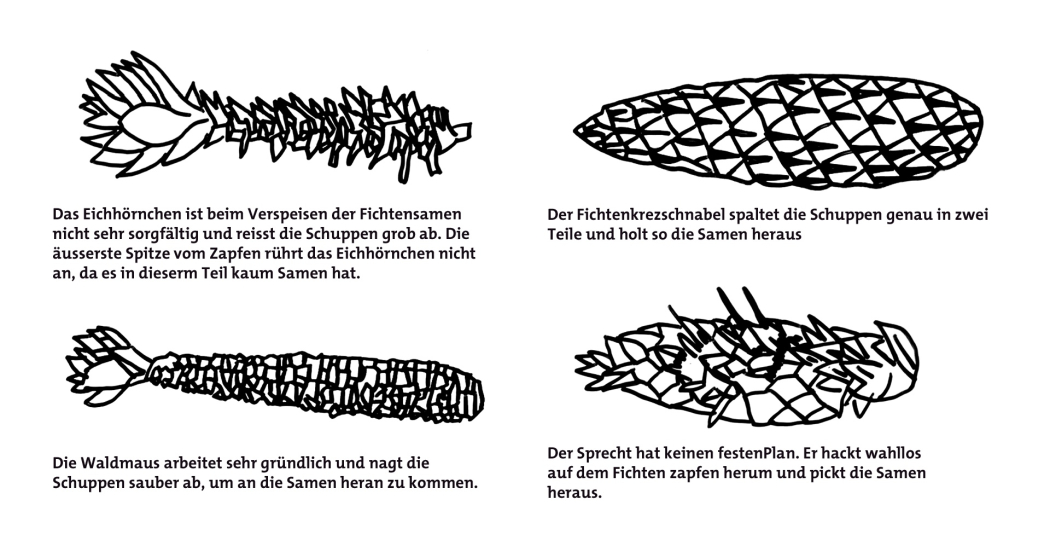 Wer hat den Fichtenzapfen angeknabbert?