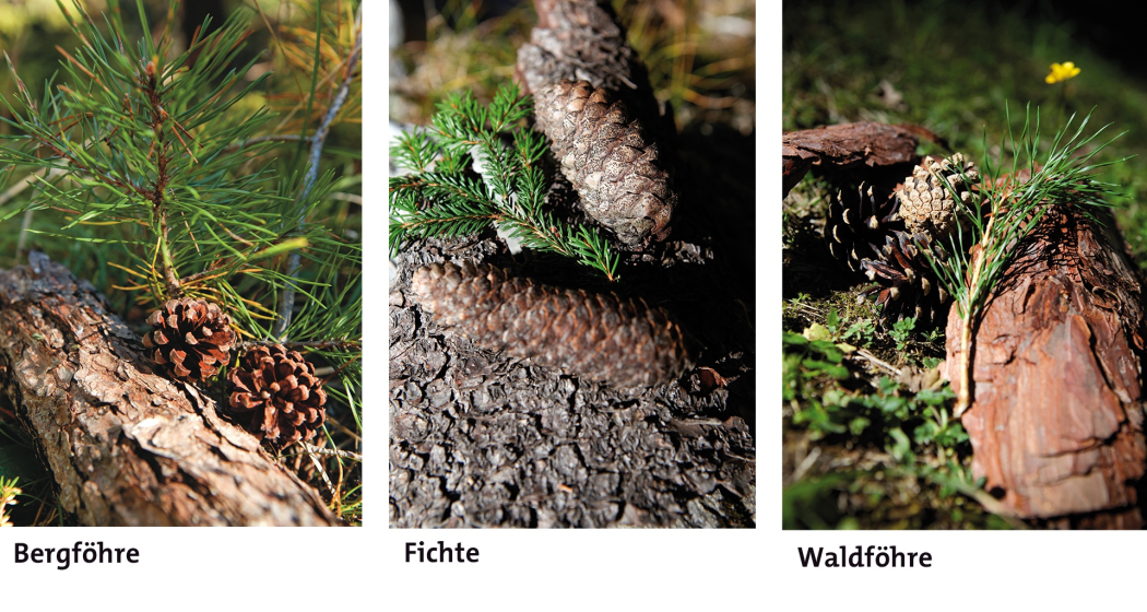 Fichten und Föhren