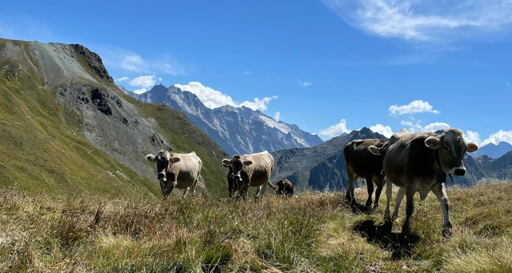 Etappe 5: Alp Cavreccia Settimo Etappe 5: Alp Cavreccia Settimo