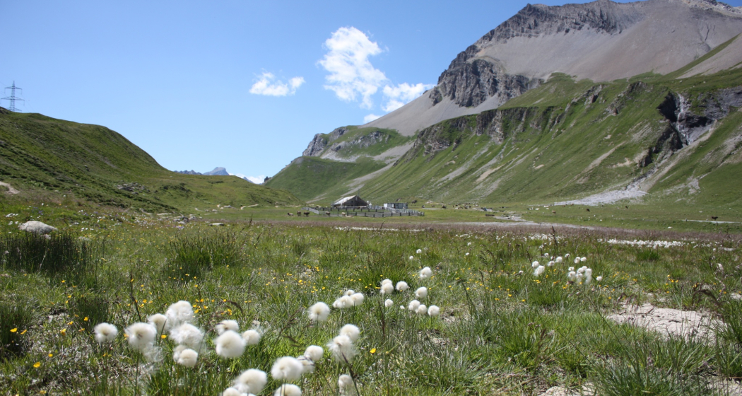 Etappe 11: Alp Albulapass Etappe 11: Alp Albulapass