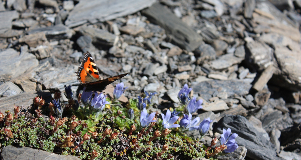 Etappe 12: Kleiner Fuchs auf Mont Cenis-Glockenblume Etappe 12: Kleiner Fuchs auf Mont Cenis-Glockenblume
