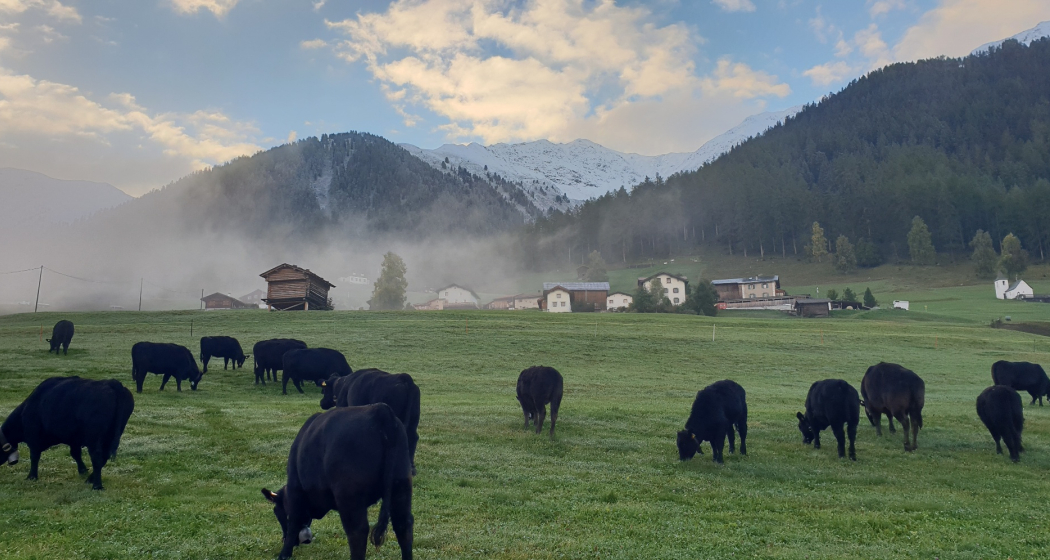 Jenisberg mit Kirche, Kornspeicher und Kühen