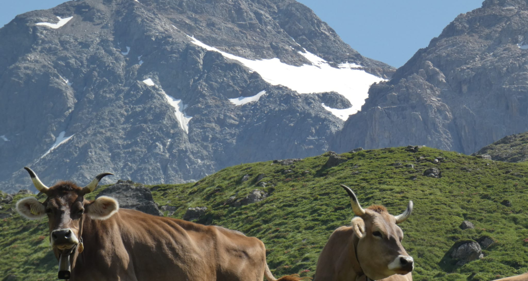Milchkühe der Alp d'Err