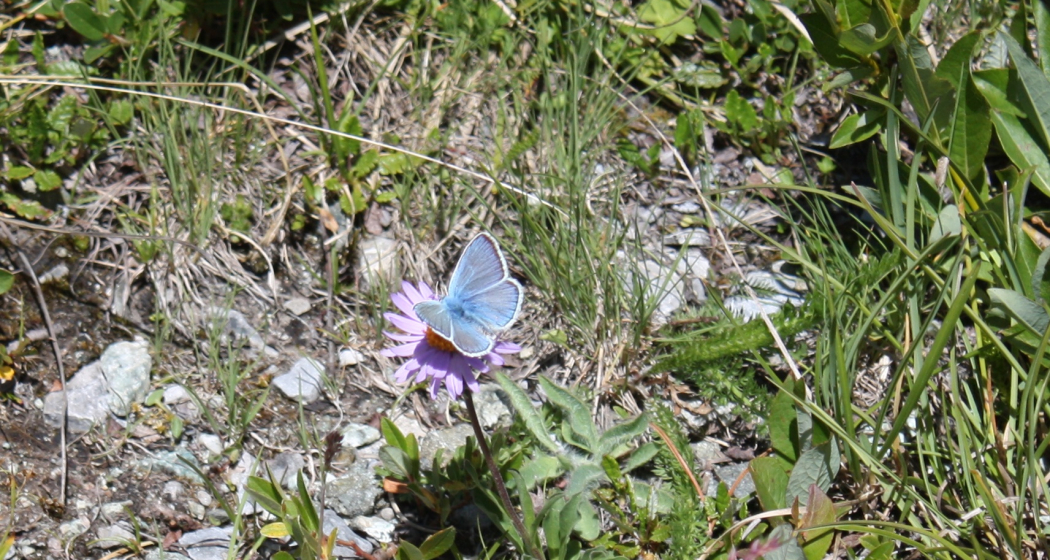 Bläuling auf Alpenaster Bläuling auf Alpenaster