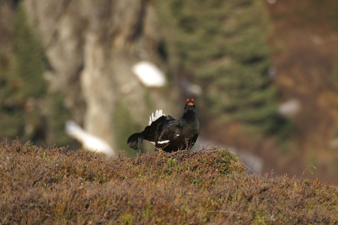 Balzende Birkhähne (nsp_img_358686b)