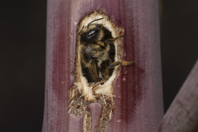 Käferfest für Klein und Gross (nsp_img_35c9d5e)