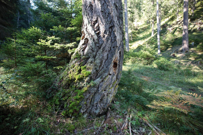 Bergföhre Bergföhre