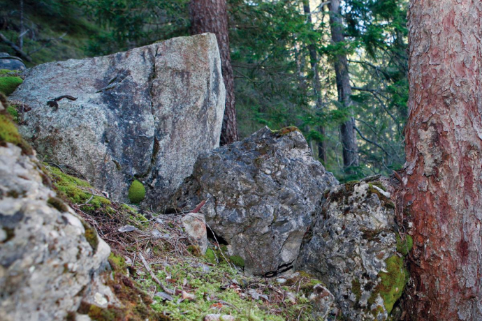 Baum stoppt Felsbrocken Baum stoppt Felsbrocken