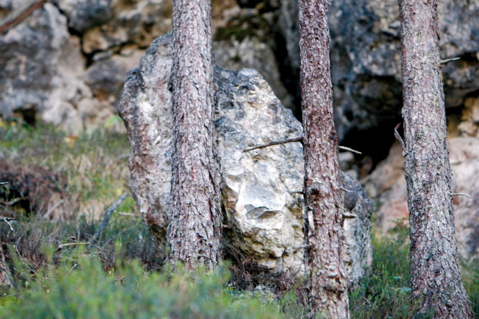 Wald als Schutz Wald als Schutz