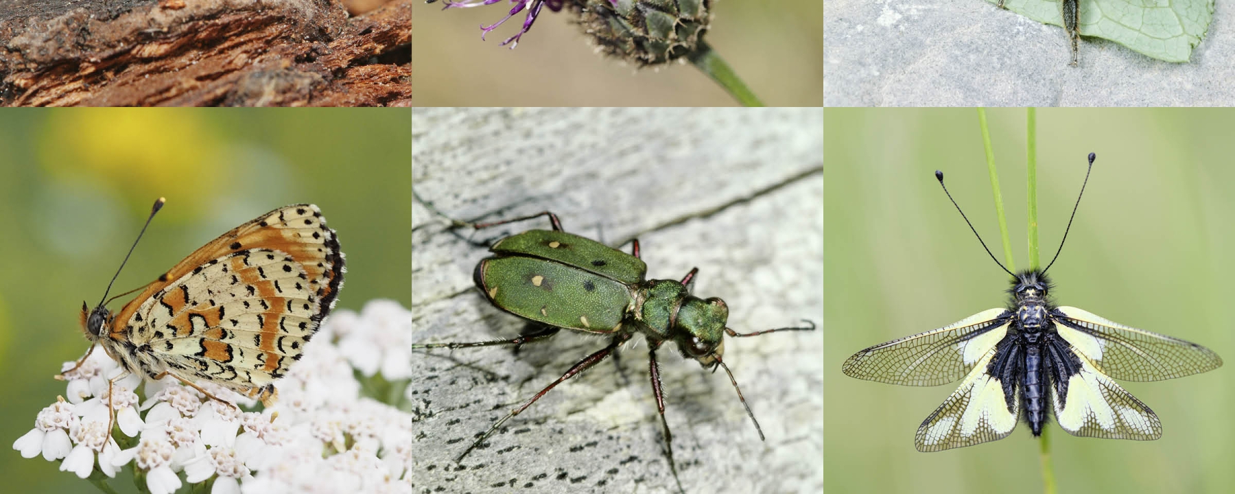 Sommerreihe Insektenoase Parc Ela © D. Lemp © Shutterstock © A. Krebs © L. A. Fischer