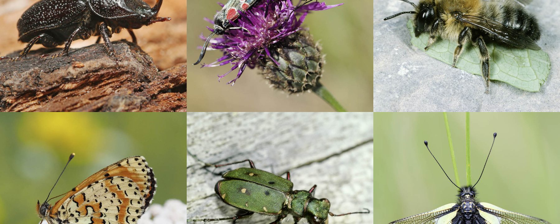 Sommerreihe Insektenoase Parc Ela © D. Lemp © Shutterstock © A. Krebs © L. A. Fischer