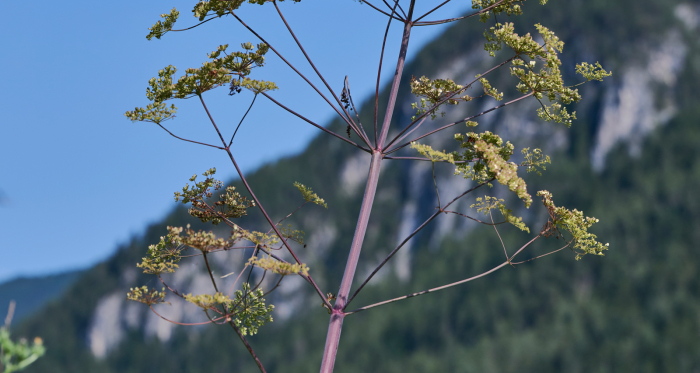 Riesenhaarstrang im Albulatal