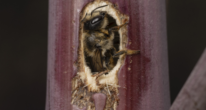 Weibliche Stängel-Blattschneiderbiene beim Nestbau