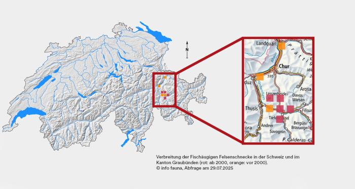 Verbreitungskarte der Fischäugigen Felsenschnecke in der Schweiz.