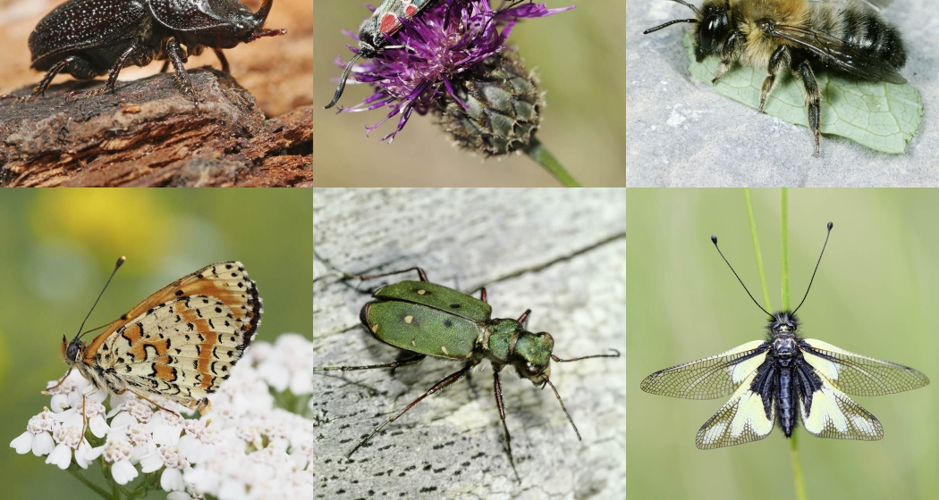 Sommerreihe Insektenoase Parc Ela © D. Lemp © Shutterstock © A. Krebs © L. A. Fischer Sommerreihe Insektenoase Parc Ela © D. Lemp © Shutterstock © A. Krebs © L. A. Fischer