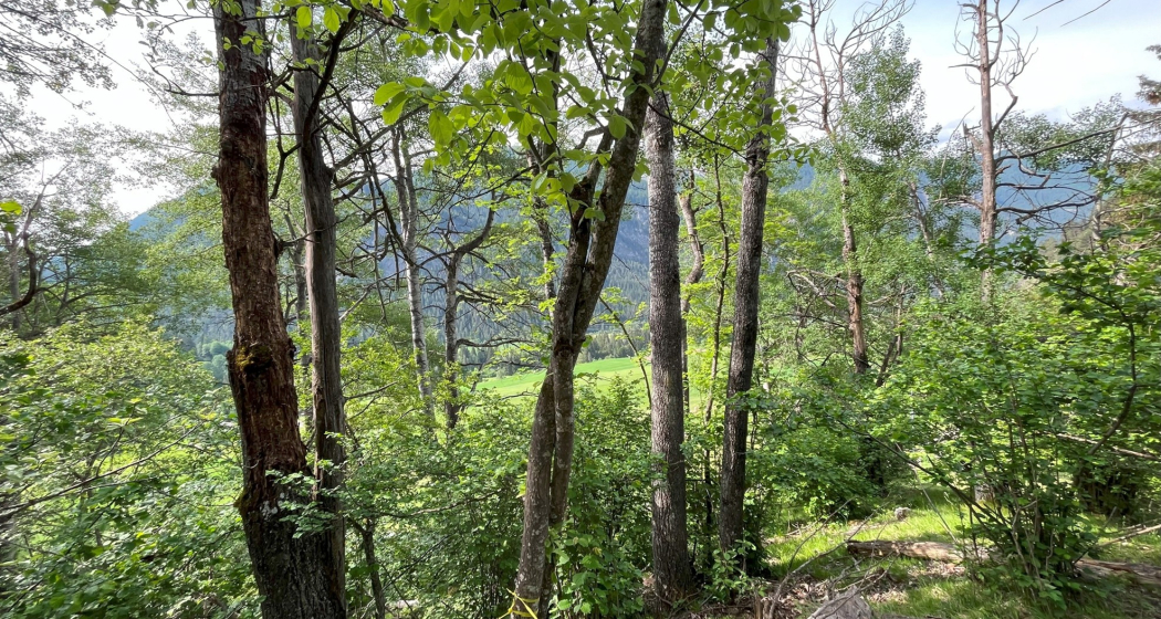 © Barbara Huber Käferhotspot Solas Davains