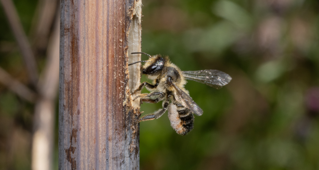 Pollentragende weibliche Stängel-Blattschneiderbiene © Urs Weibel Pollentragende weibliche Stängel-Blattschneiderbiene