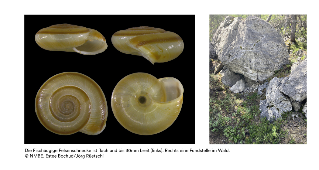 Die Fischäugige Felsenschnecke ist flach und bis 30mm breit.