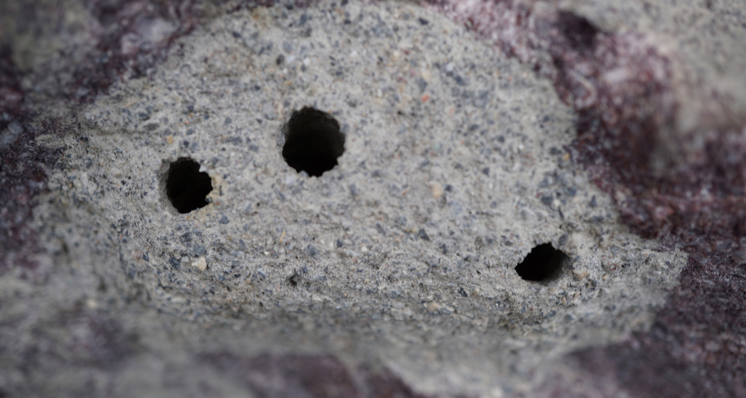 Rätselbild Insekten