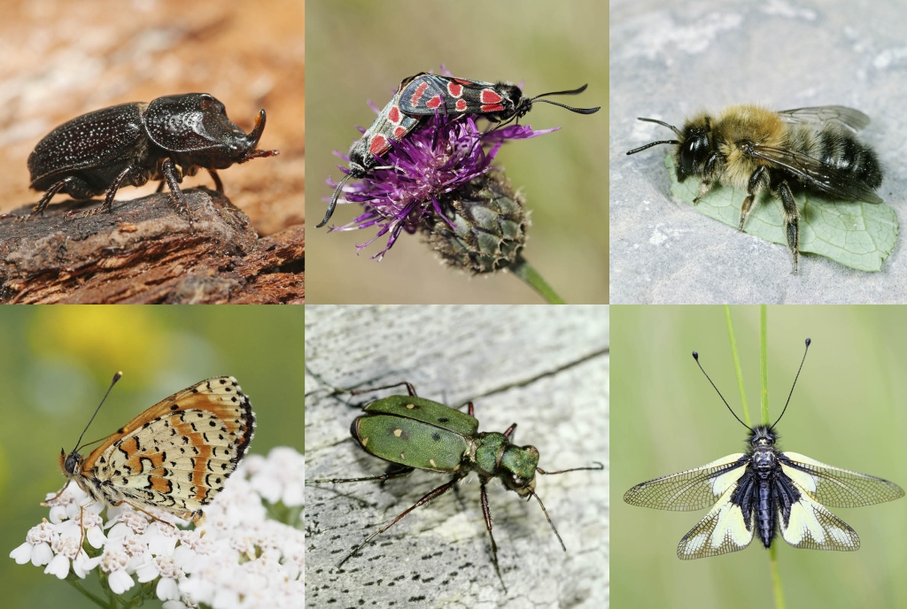 Sommerreihe Insektenoase Parc Ela © D. Lemp © Shutterstock © A. Krebs © L. A. Fischer