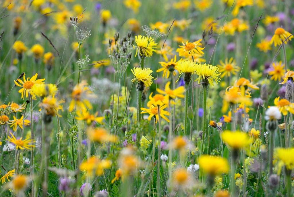Blumenwiese auf der Alp Flix © Lorenz A. Fischer