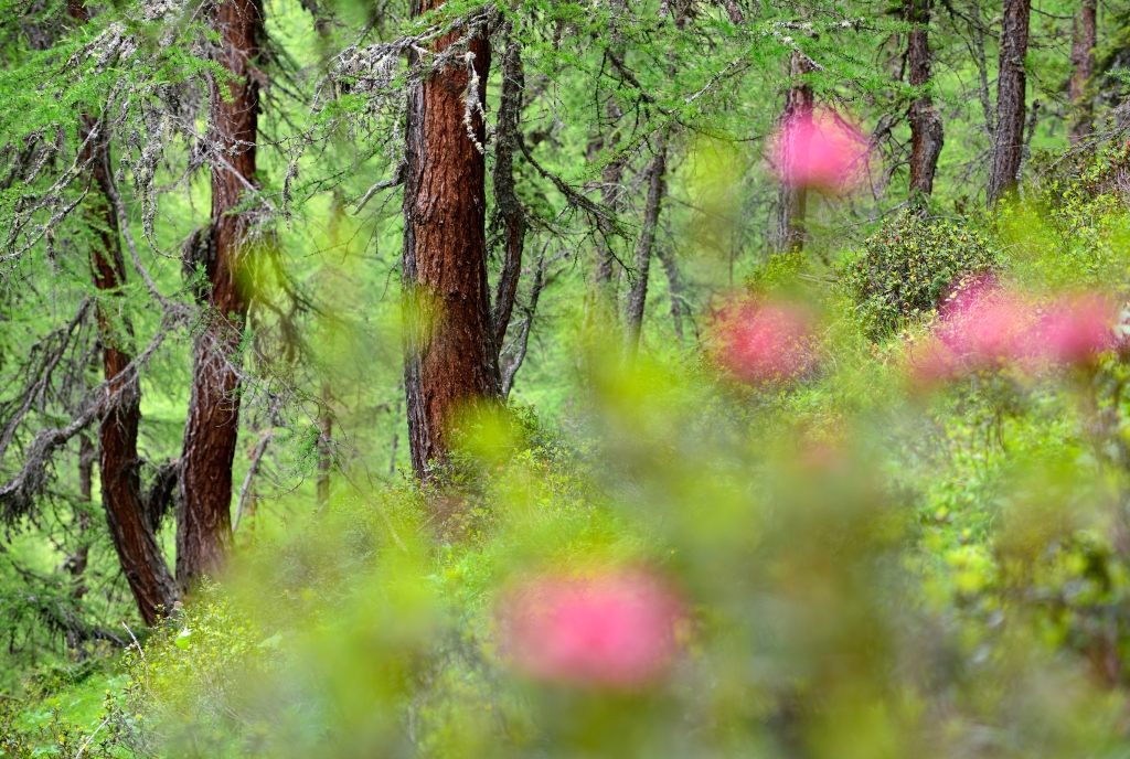 Naturwaldreservat Val Faller © Lorenz A. Fischer