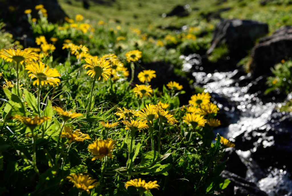 Gämswurz im Val Tisch © Lorenz A. Fischer