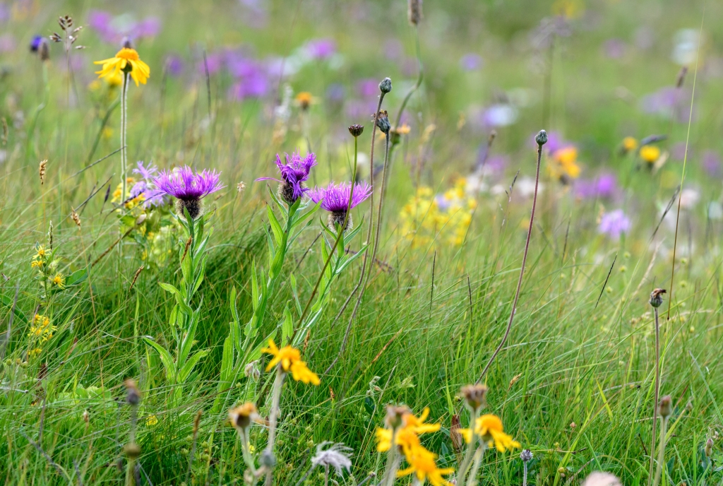 Blumenwiese bei Wiesner Alp © Lorenz A. Fischer