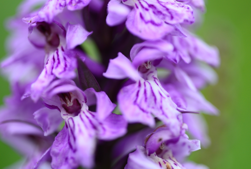 Orchideenblüte / Knabenkraut © Lorenz A. Fischer