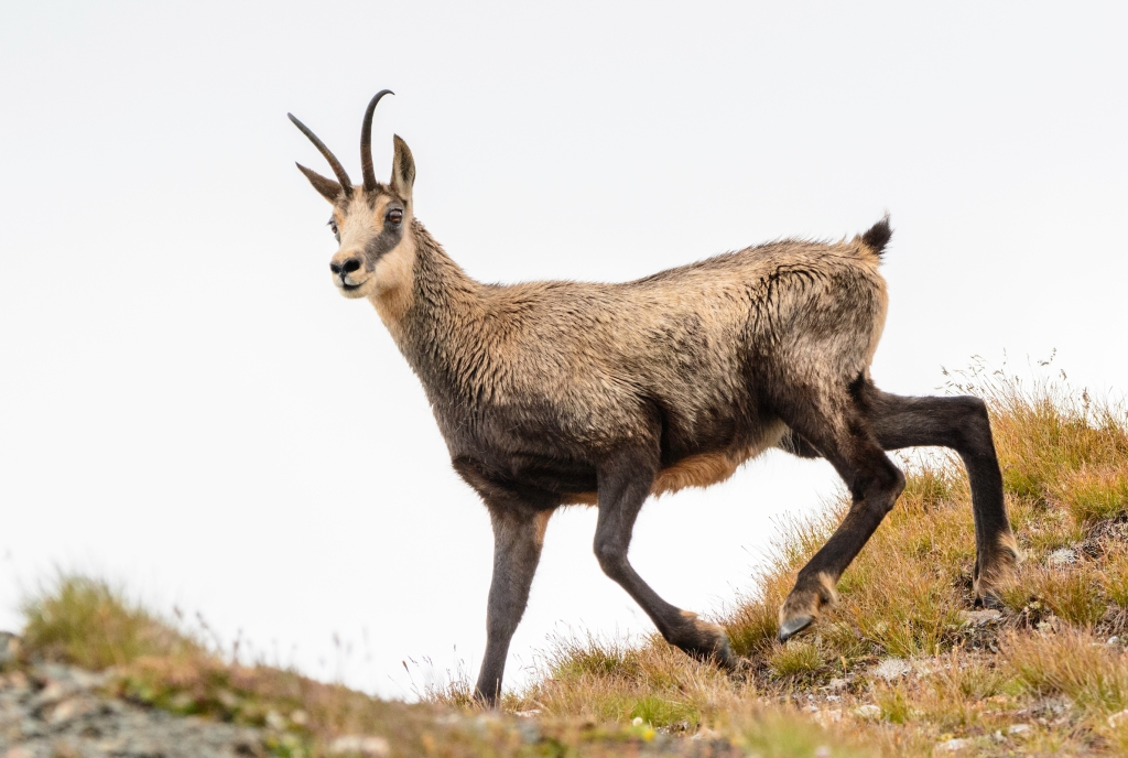 Gämse im Val Schmorras © Lorenz A. Fischer