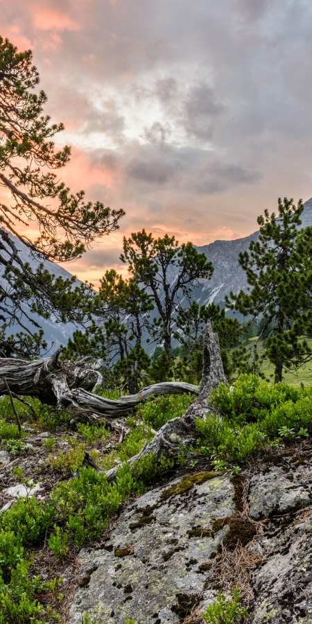 Naturwald Crap Alv Ervedi © lorenzfischer.photo