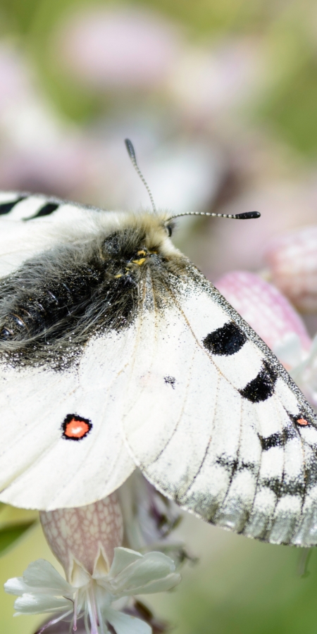 Apollofalter © Lorenz A. Fischer Apollofalter © Lorenz A. Fischer