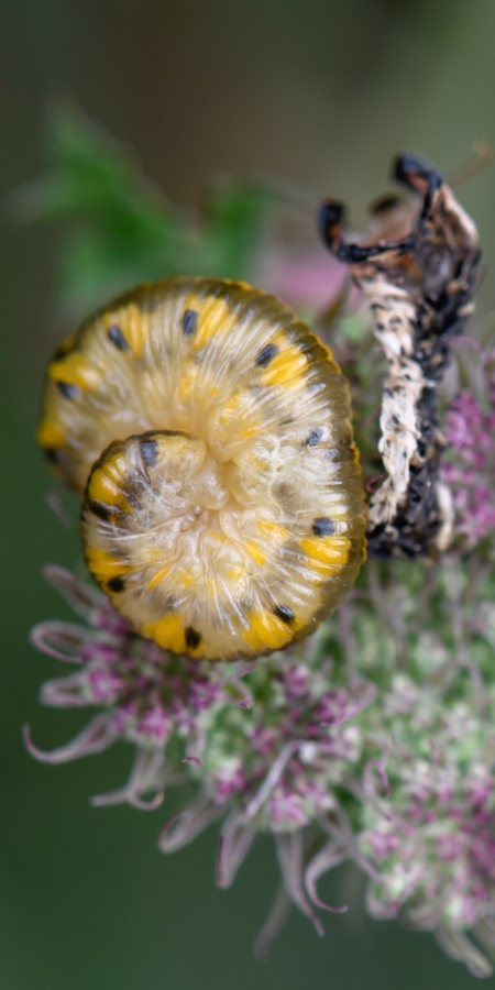 Zusammengerollte Raupe auf einer Doldenblüte © Lorenz A. Fischer Zusammengerollte Raupe auf einer Doldenblüte © Lorenz A. Fischer