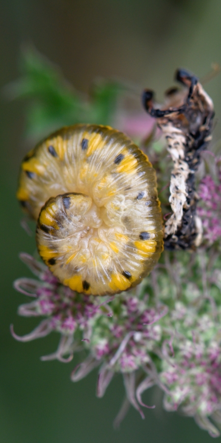 Zusammengerollte Raupe auf einer Doldenblüte © Lorenz A. Fischer