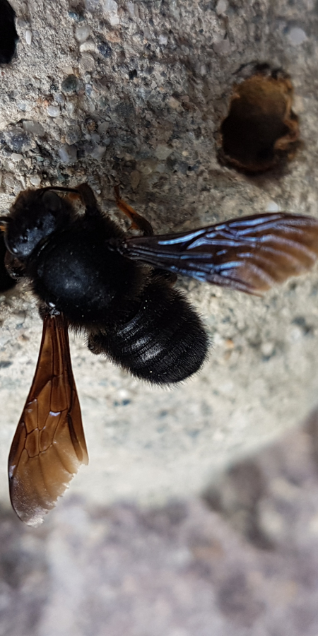 Weibliche Schwarze Mörtelbiene Weibliche Schwarze Mörtelbiene