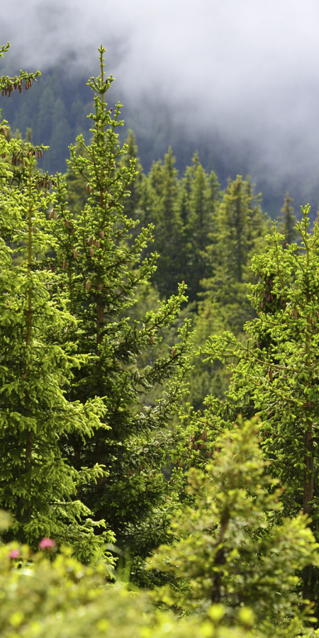 Bergwald auf der Alp Flix © lorenzfischer.photo Bergwald auf der Alp Flix © lorenzfischer.photo