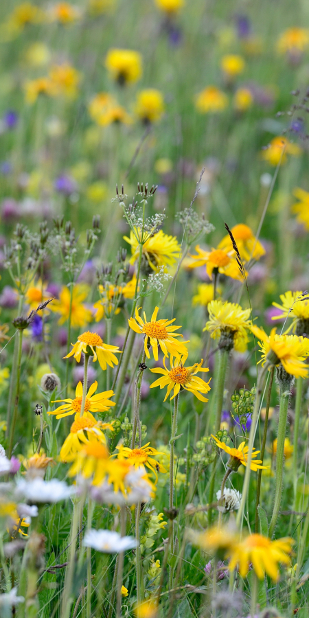 Blumenwiese © lorenzfischer.photo Blumenwiese © lorenzfischer.photo