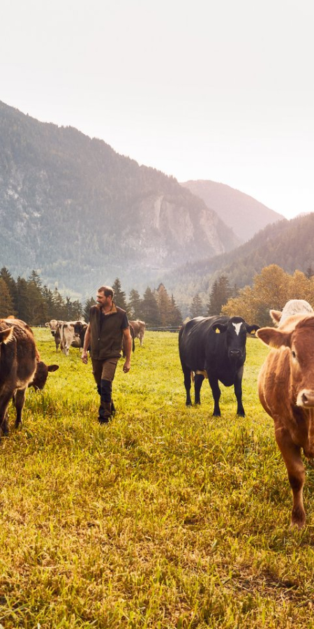 Ranch Farsox, Kuhherde mit Blick taleinwarts Richtung Filisur © Giglio Pasqua Ranch Farsox, Kuhherde mit Blick taleinwarts Richtung Filisur © Giglio Pasqua