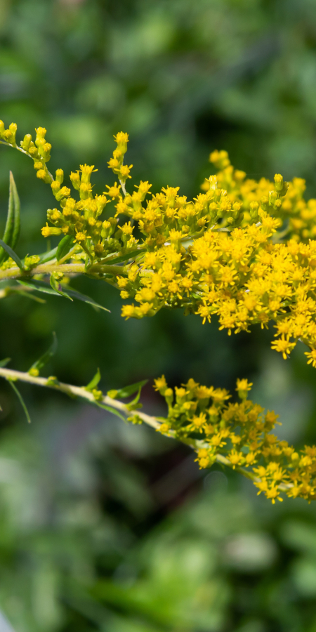 Kanadische Goldrute © Shutterstock Kanadische Goldrute © Shutterstock