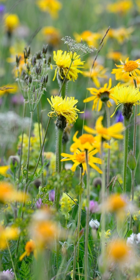 Blumenwiese auf der Alp Flix © Lorenz A. Fischer