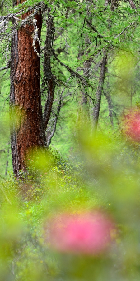 Naturwaldreservat Val Faller © Lorenz A. Fischer