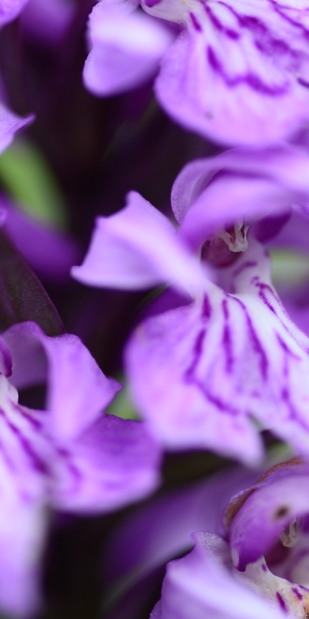 Orchideenblüte / Knabenkraut © Lorenz A. Fischer Orchideenblüte / Knabenkraut © Lorenz A. Fischer