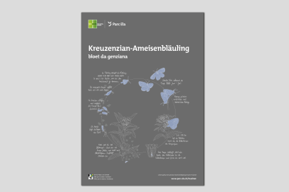 Poster Zyklus Kreuzenzian-Ameisenbläuling Poster Zyklus Kreuzenzian-Ameisenbläuling