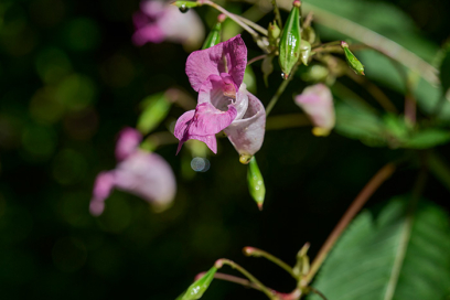 Abbildung Drüsiges Springkraut