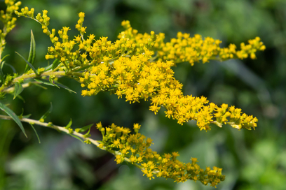 Amerikanische Goldrute